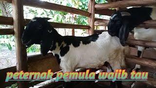 berapa usia kehamilan kambing dari nol sampe melahirkan