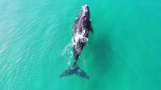 4K Ocean Views Keurboomstrand and Robberg Plettenberg Bay South Africa