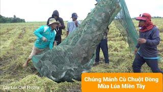 Trúng Mánh Cù Chuột Đồng Mùa Lúa Miền Tây