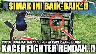 NEW  RAWATAN KACER FIGHTER RENDAH