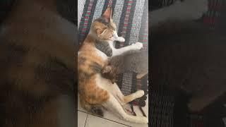 Kebahagiaan yg tak ternilai harganya  #shorts #shortvideo #kucing #kitten #shortfeed