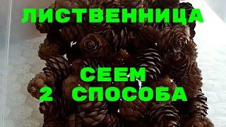 Лиственница из семян. Сеем в деревне. Ч. 1.