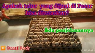 Apakah telur puyuh yang dijual di Pasar bisa ditetaskan? Tonton videonya sampai selesai 