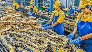 Processing Workers 2.5 Million Snakes In The Factory  Food Processing Machines