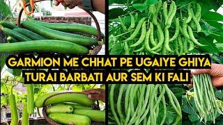 May me lagao ye char Sabzi Ki Bel  Gamle Me bhi dher sari fruiting ka secret  Vegetable creeper