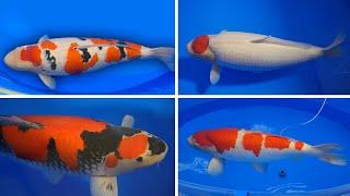 The Best Koi Fish in the World 2023 **All Categories**