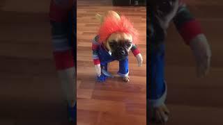  The best halloween costume for your puppy   #shorts