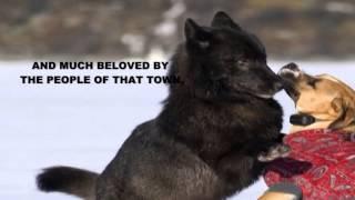 Ararad Khatchikian Romeo the Alaskan black wolf www.ararad.net