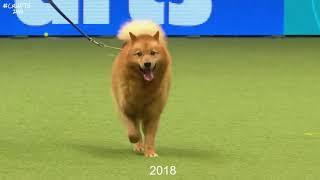 Best of Breed Hound GroupFINNISH SPITZ2017-2022