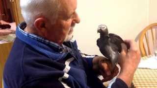 Ethel Our Timneh  African Grey Enjoying Playtime with Dad  