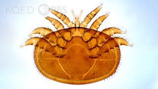 Varroa Mites Are a Honeybees 8-Legged Nightmare  Deep Look