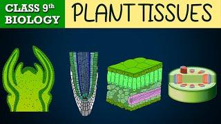 #Tissues part-1 Animated  Plant Tissues  CBSE CLASS 9  biology Chapter-6  NCERT Science