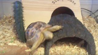 Tortoise climbing EPIC FAIL Voiceover