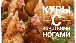 Куры с короткими ногами к нам попали Фокси Чик.