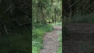 Wallaby attack