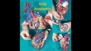 Kalp Anatomisi