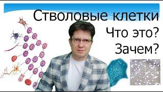 Стволовые клетки. Что это такое. Какие они бывают. Лечение. Перспективы и реальность. Прокопюк