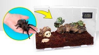 How Tarantulas Grow  A Perfect Spider House