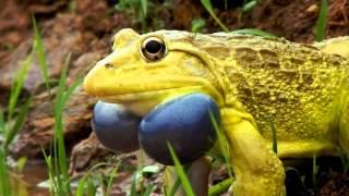 O sapo-boi-indiano - Indian Bullfrog Hoplobatrachus tigerinus