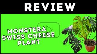 Monstera Swiss Cheese Plant Review