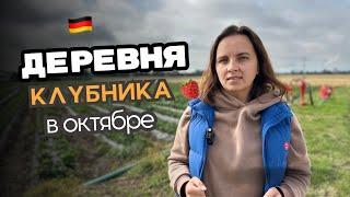 Как живут в немецкой деревне  Жизнь в деревнях   Работа на полях  Сбор клубники 