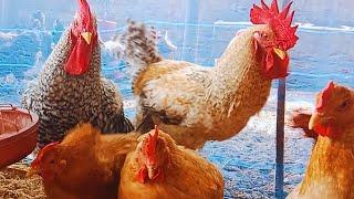 My chicken Small Farm ।  Feeding chickens ।  My chicken farm work