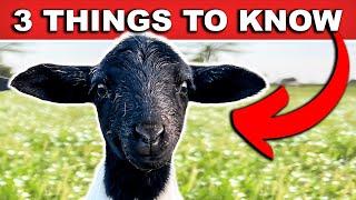 QUICK BEGINNER GUIDE TO RAISING SHEEP on Pasture  Farming Small Scale Homestead Meat Sheep Dorper