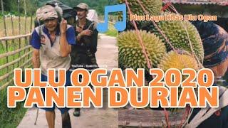 Ulu Ogan 2020  Musim Hujan Durian