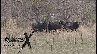 Cape Buffalo Hunt with a .577 NE