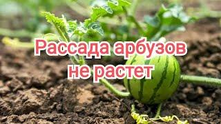 Рассада арбузов и дынь не растет в открытом грунте. Очень холодный июнь #сельская_жизнь