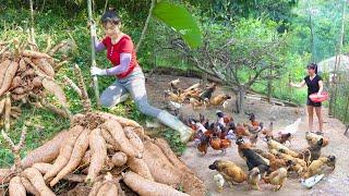 Cassava Harvesting. Processing And Preserving Cassava For Chicken Feed  My Bushcraft  Nhất