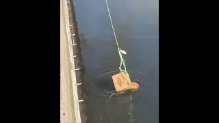 Kind Man rescues a Cat stuck in River.  #amazing #rescue #video #cat #catlover #awesome #effort