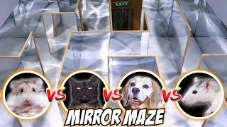 MIRROR MAZE COMPETITION - CAT  RAT  DOG  HAMSTER
