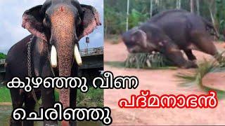 കുഴഞ്ഞു വീണ പദ്മനാഭൻ എന്ന ആന ചെരിഞ്ഞു  paramekkavu padmanabhan latest news  elephant video