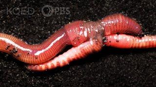 Earthworm Love Is Cuddly ... and Complicated  Deep Look
