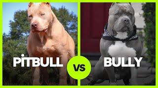 Pitbull vs. American Bully What’s The Difference?