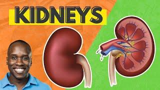 The Human Kidney Anatomy and Physiology