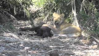 Lions Kill buffalo calf Young Lions and Calf