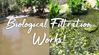 Biological Filtration WORKS Before & After - Wildlife Waystation