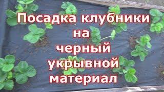 Посадка клубники на черное агроволокно. Черный укрывной материал супер вариант для садовой земляники