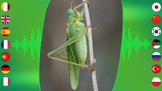 Insect Sounds Great Green Bush Cricket