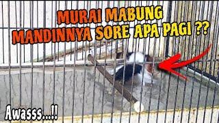 CARA PEMANDIAN MURAI BATU MABUNG JANGAN ASAL BOSS  @RadjaMurai