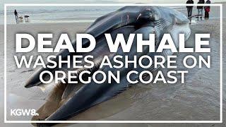 Dead whale washes up along Oregon coast
