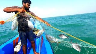 Net using trevally fish catching back to back