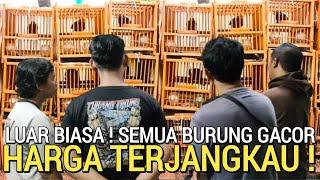 BIKIN MELONGO  KIOS INI REKOMENDASI CARI BURUNG GACOR HARGA TERJANGKAU PASAR BURUNG PRAMUKA