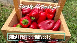 The Methods We Use to Get Great Pepper Harvests