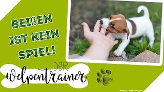 Beißen ist kein Spiel Wie erkläre ich das meinem Hund?  Der Welpentrainer  sixx