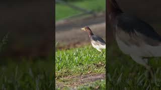 WildLife 67 crane bird with dark black and brown back