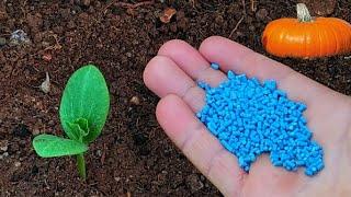 زراعة اليقطين Pumpkin planting