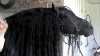 Friesian Stallion painting a masterpiece for HELP